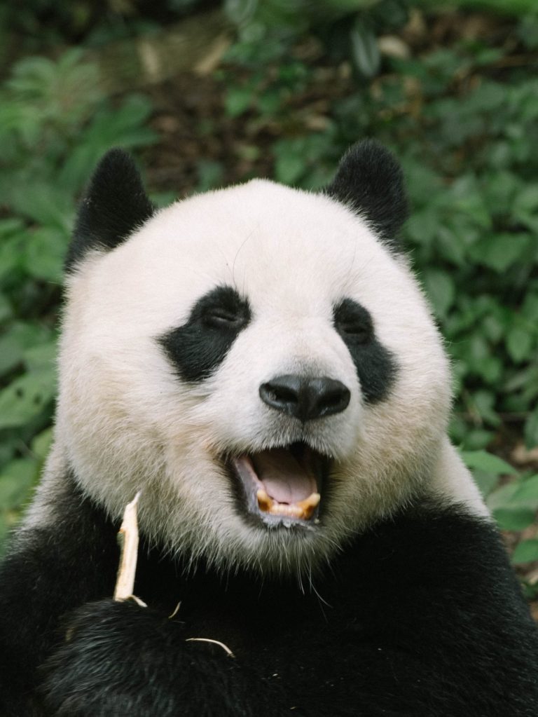 google-rolled-out-panda-update-3.8-on-june-25th-1