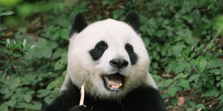 google-rolled-out-panda-update-3.8-on-june-25th-1