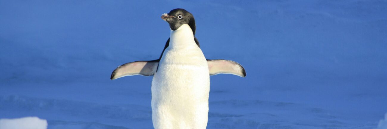 google-rolls-out-penguin-2.0-a-new-weapon-against-web-spam