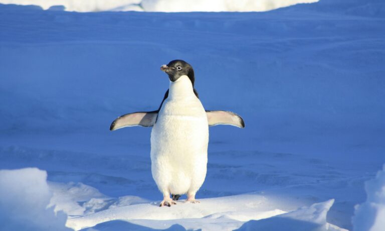google-rolls-out-penguin-2.0-a-new-weapon-against-web-spam