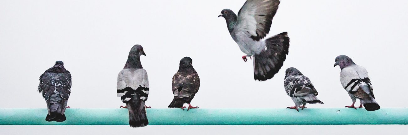 googles-pigeon-update-changes-local-search