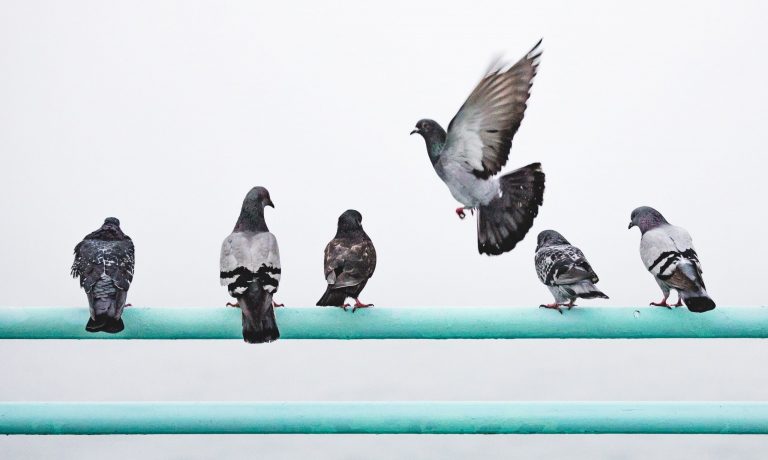 googles-pigeon-update-changes-local-search