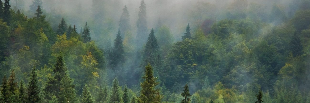 about-com-is-gone-but-its-evergreen-content-will-persevere