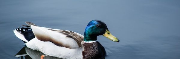 DuckDuckGo