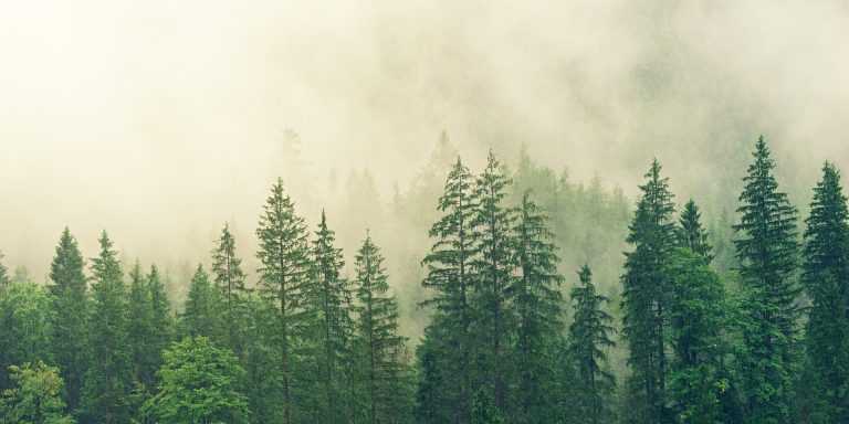 evergreen-content