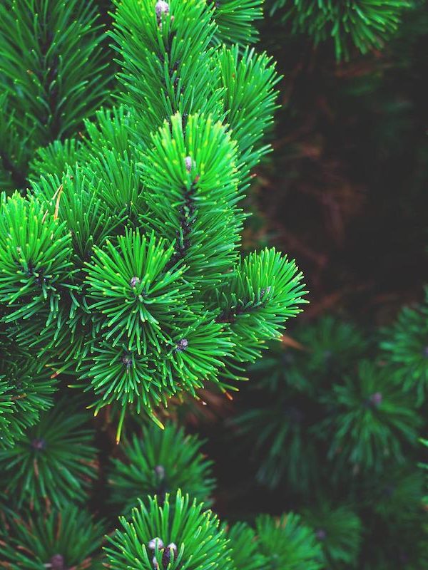 evergreen-content evergreen-content