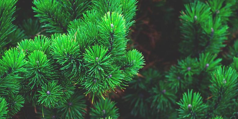 evergreen-content