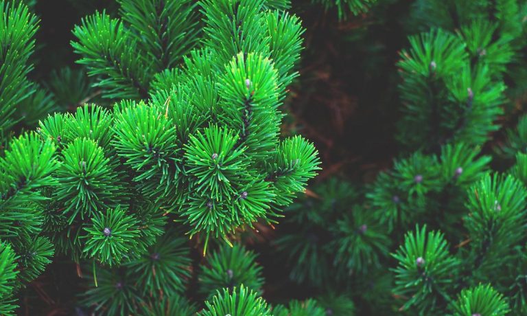 evergreen-content